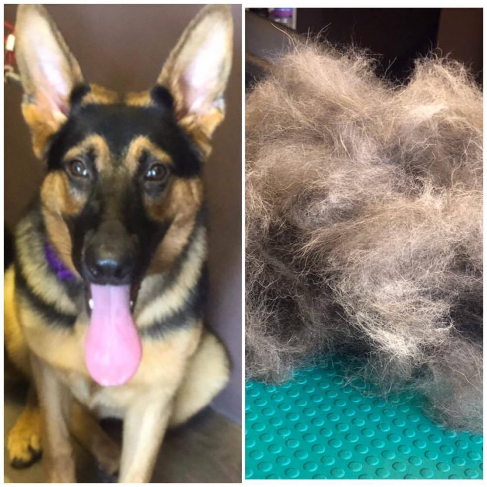 Dog Grooming Wilmslow Shampoochie Dog Groomers Stockport