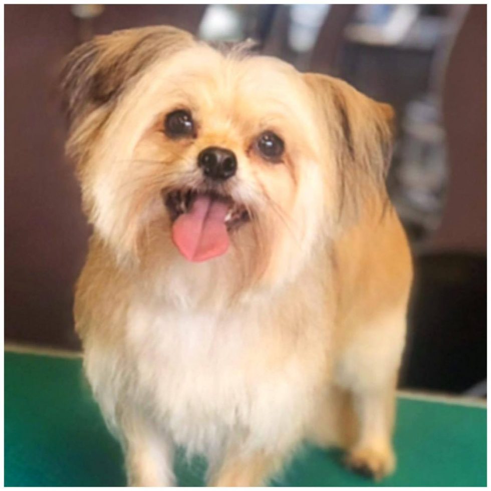 Dog Grooming Wilmslow Shampoochie Dog Groomers Stockport