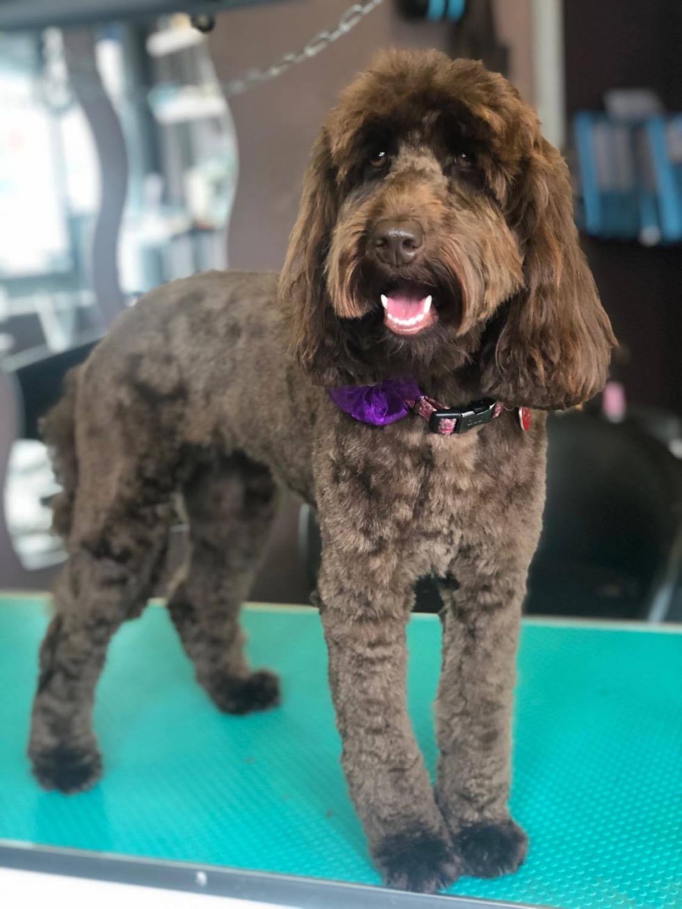 Bath N Brush Package Shampoochie Dog Groomers Stockport