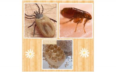 Fleas & Ticks