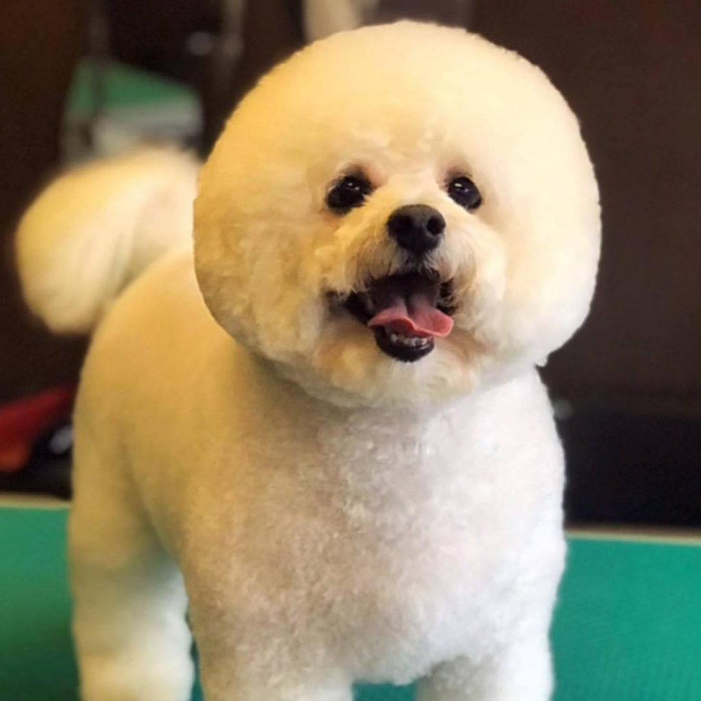 Full Groom Package Shampoochie Dog Groomers Stockport