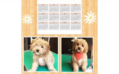 Grooming Schedules