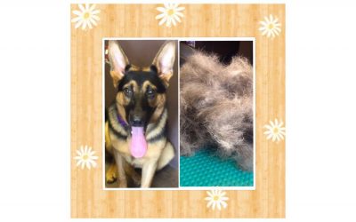 De-Shedding